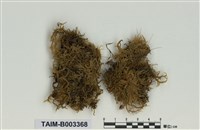 藏品(塔苔科)的圖片